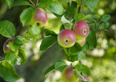 Landwirtschaftliches Innovationstreffen